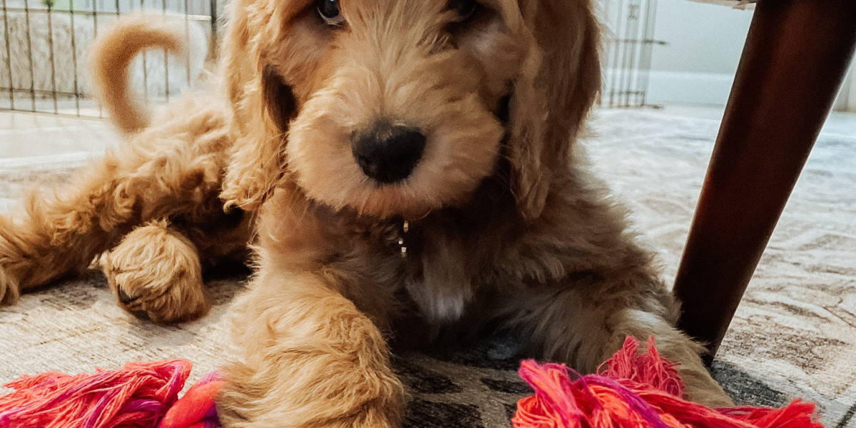 Mini Goldendoodles Buying Guide