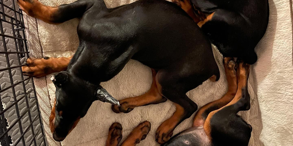Rescuing a European Doberman Puppy: Giving a Dog a Second Chance
