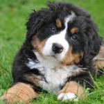 bernese mountain dog puppy