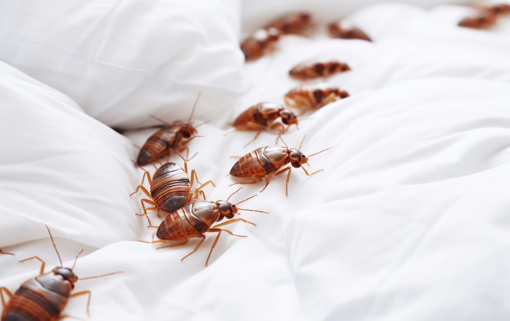 What are some of the tell-tale signs of a bedbug infestation?
