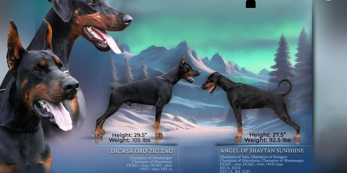 Finding Your Perfect Match: How to Choose a Reputable European Doberman Breeder