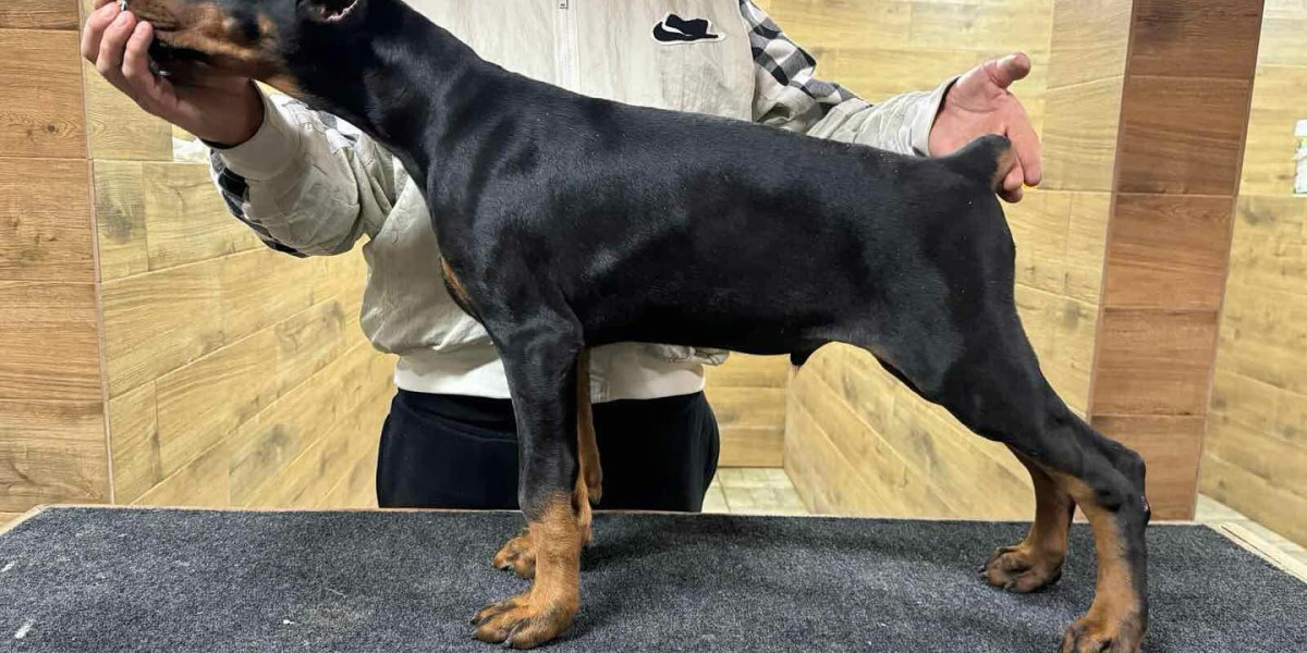 European Doberman Health: Understanding Common Concerns and Ensuring a Long Life