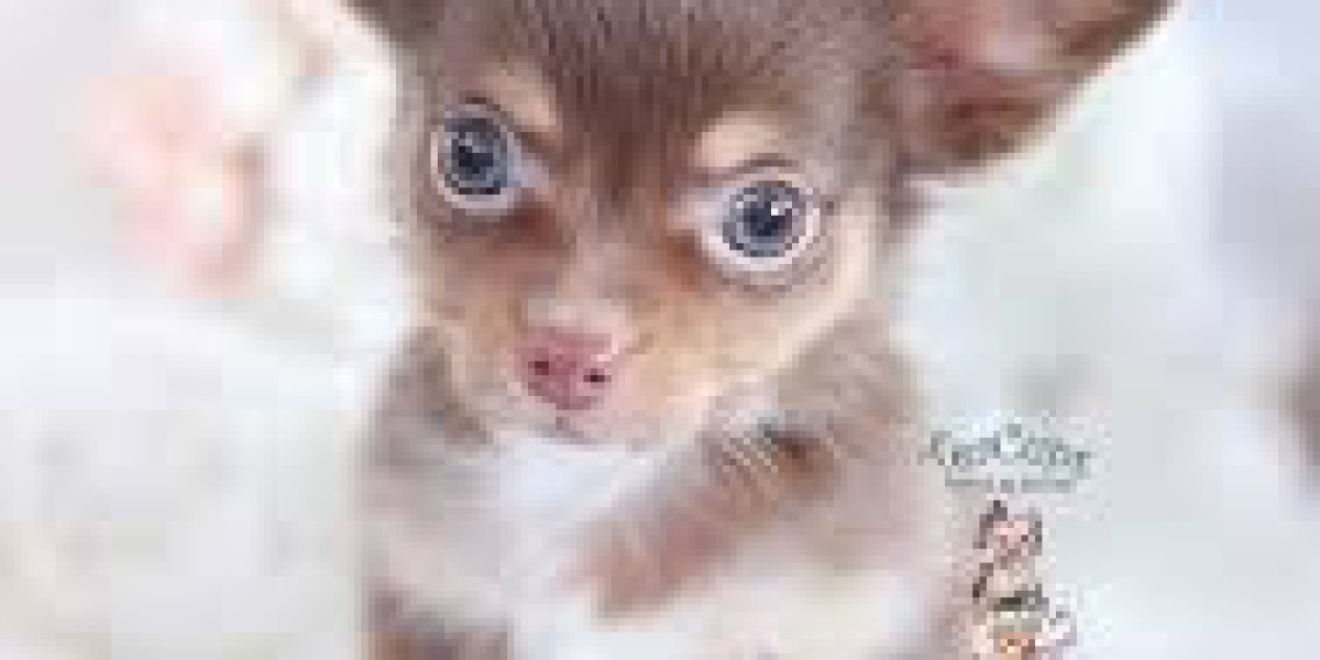 Ready to Go Home: Chihuahua Puppies for Sale