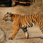 Jim Corbett safari Online Booking