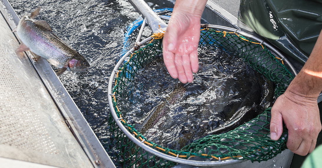 What is Sustainable Seafood?