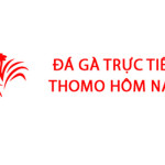 Đá Gà Trực Tiếp Thomo Hôm Nay