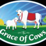 Grace Of Cows