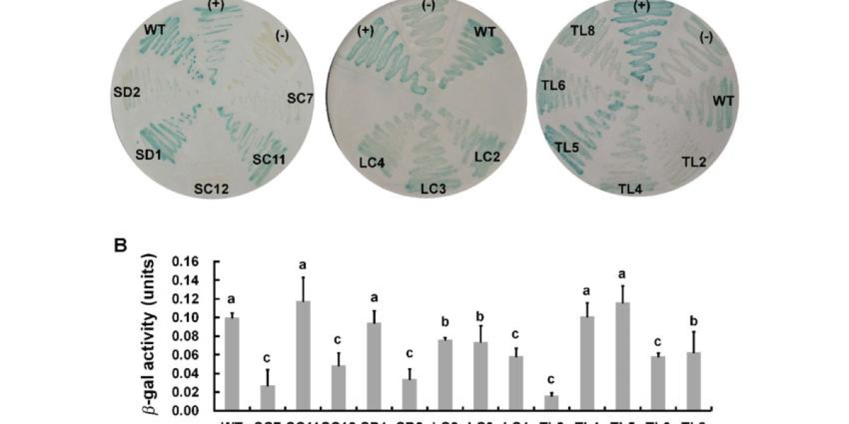 Yeast Three-Hybrid