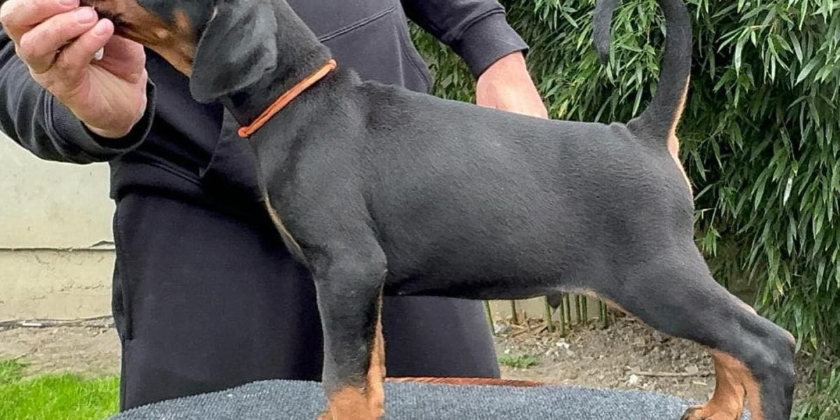 Searching for European Doberman Puppies? Start Your Hunt Here!