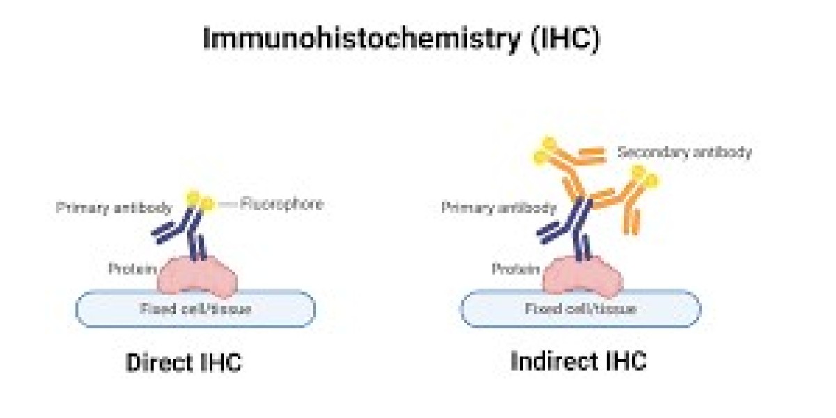 The Role of Antibodies in the Immunohistochemistry Market Growth