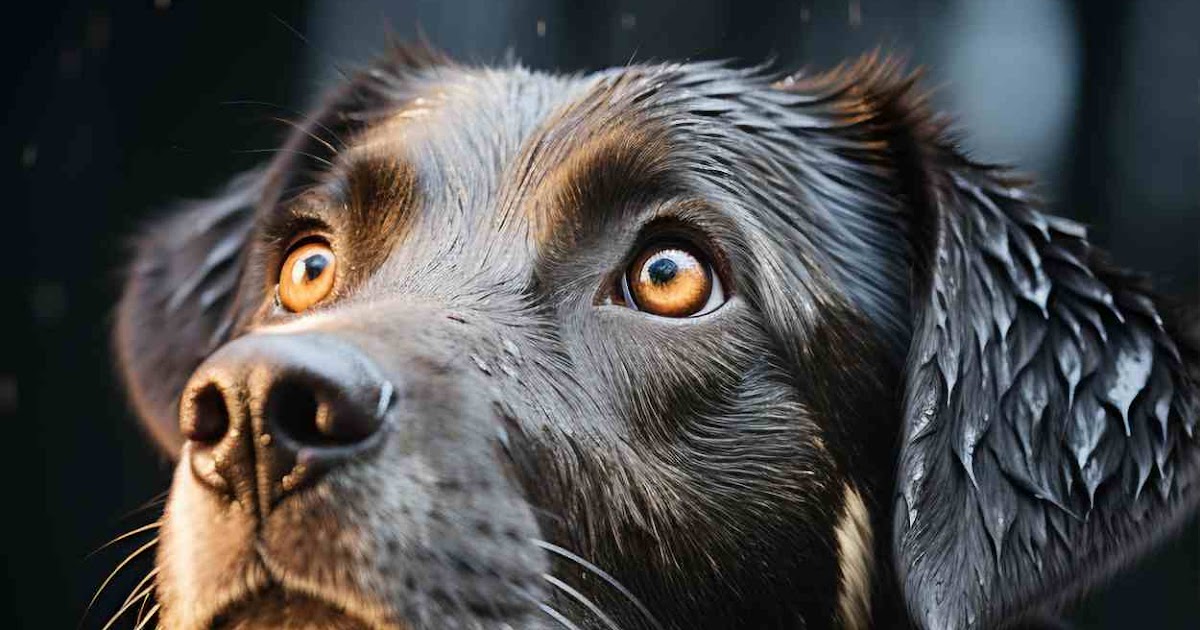 Dog Side Eye Explained: The Curious Look Your Pup Gives and What It Means