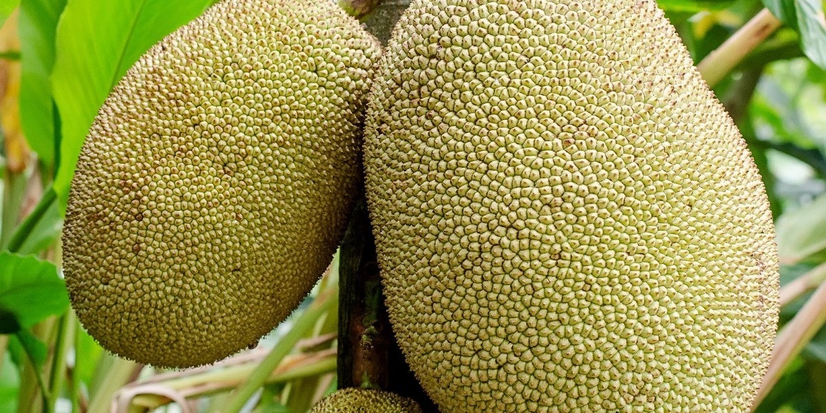 Jackfruit Market Share, Analysis and Growth Report