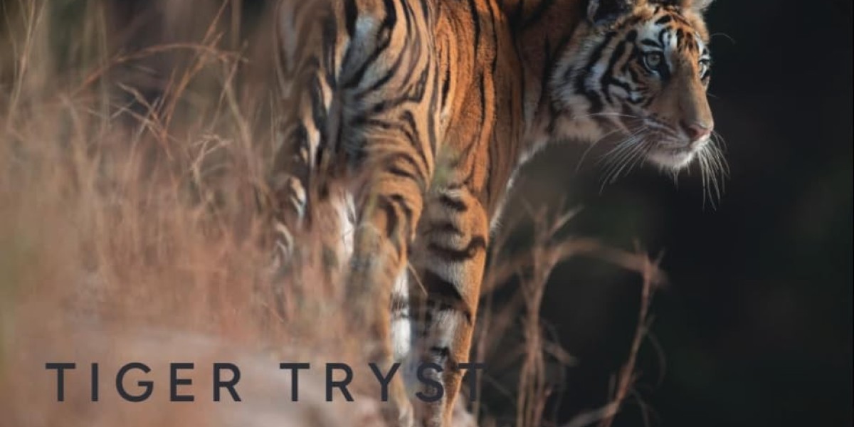 Beyond the Last Tiger: What Extinction Means for Future Generations