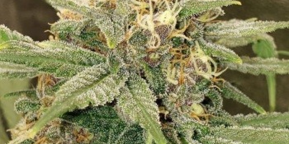 Feminized Cannabis Seeds: A Grower's Guide