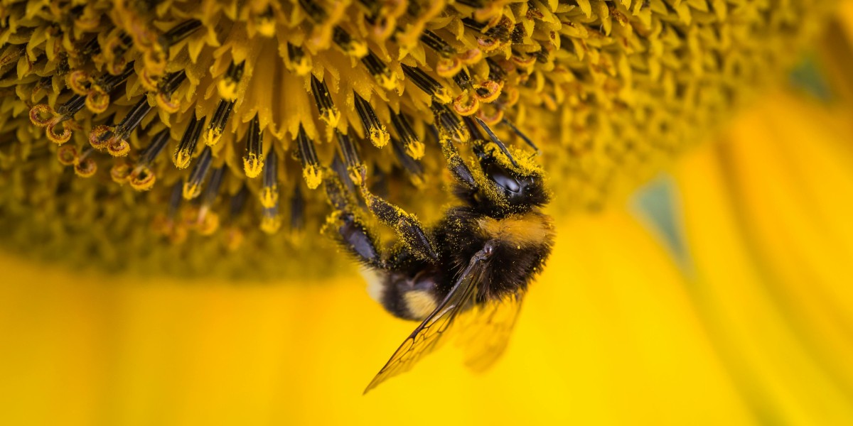 Bee Removal and Relocation: A Humane Approach to Protecting Bees and Communities