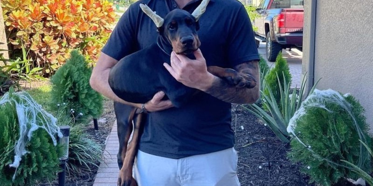 The Wait is Over! European Doberman Pups Ready for Their Forever Homes