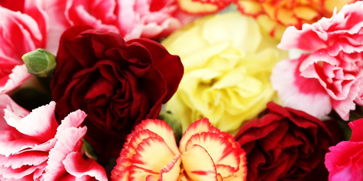 The Ultimate Guide to Flowers Carnations and Wholesale Roses for Any Occasion