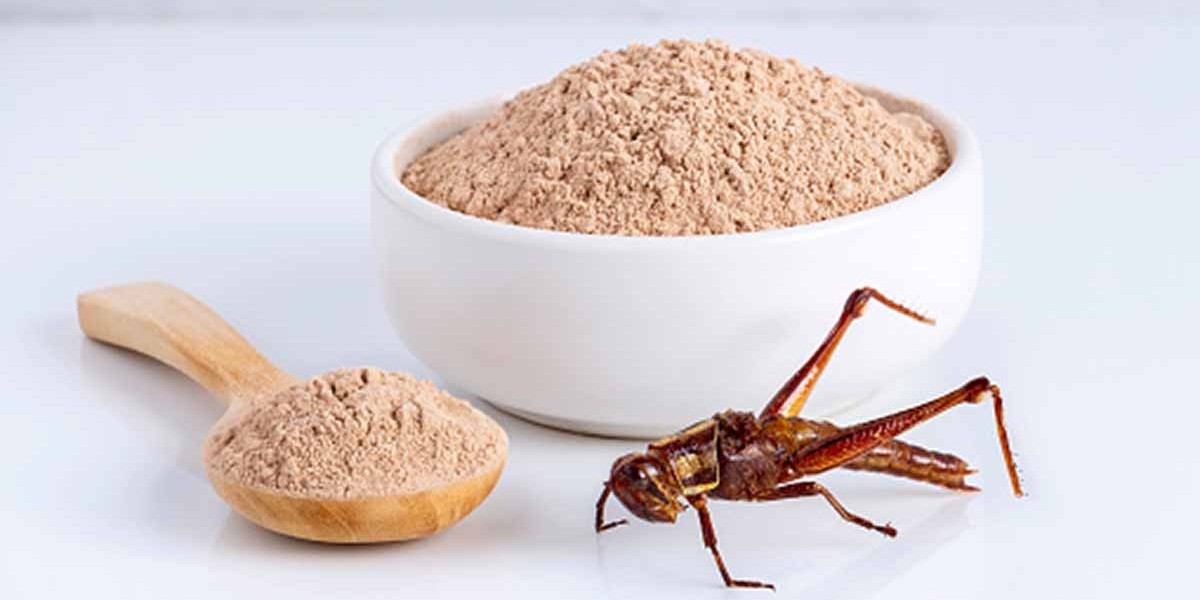 The Future of Protein: Exploring the Insect Protein Market