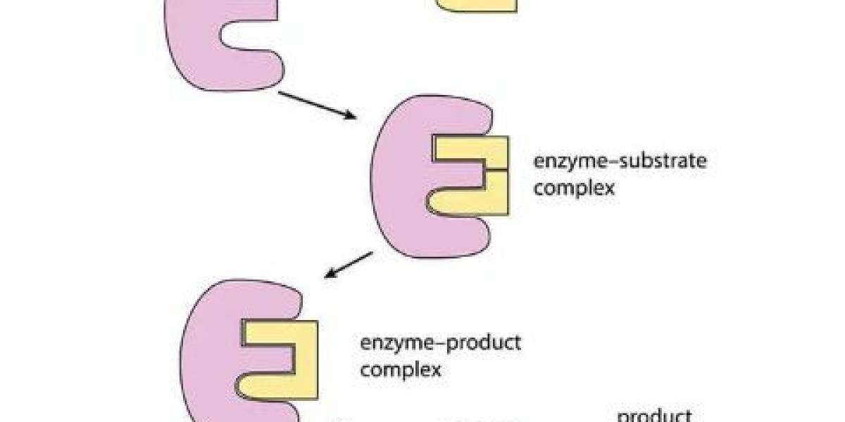 Key Players and Competitive Landscape in the Enzymes Market