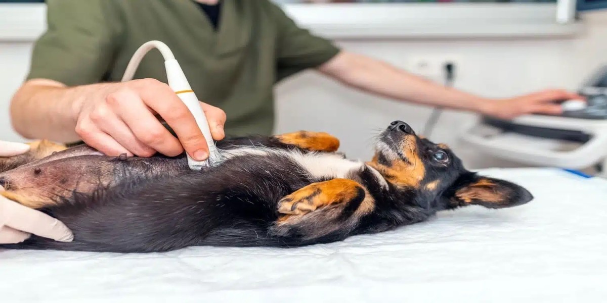 How Long Are Dogs Pregnant? Dog Gestation Period Guide