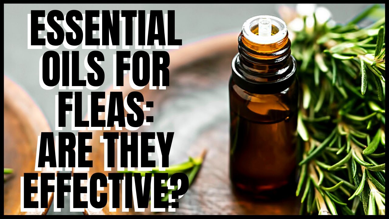 How to use essential oils to kill fleas - Daily Blog Zone