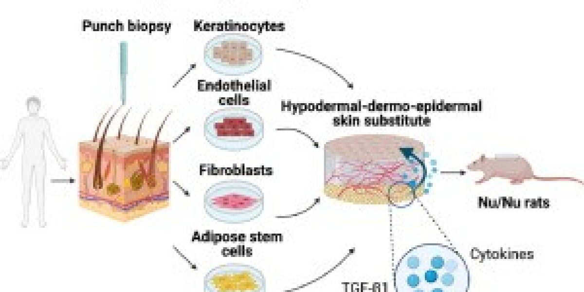 Biological Skin Substitutes Market to hit USD 1.34 Billion by 2031| Says We Market Research