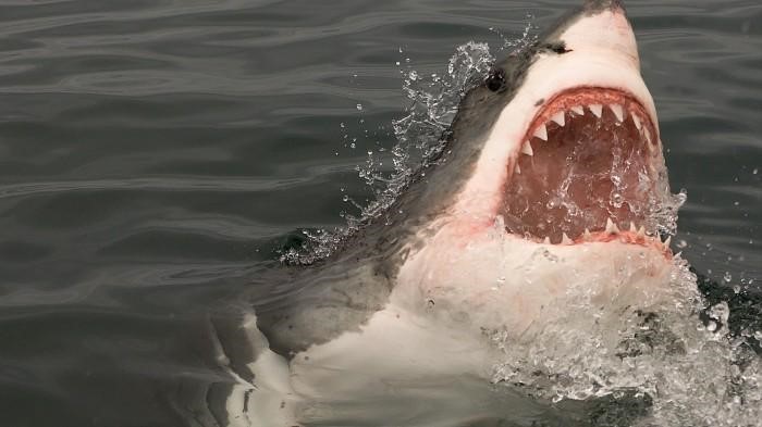 Sharks Tooth: Unveiling the Mysteries and Power of the Ocean's Apex Predator - Daily Blog Zone