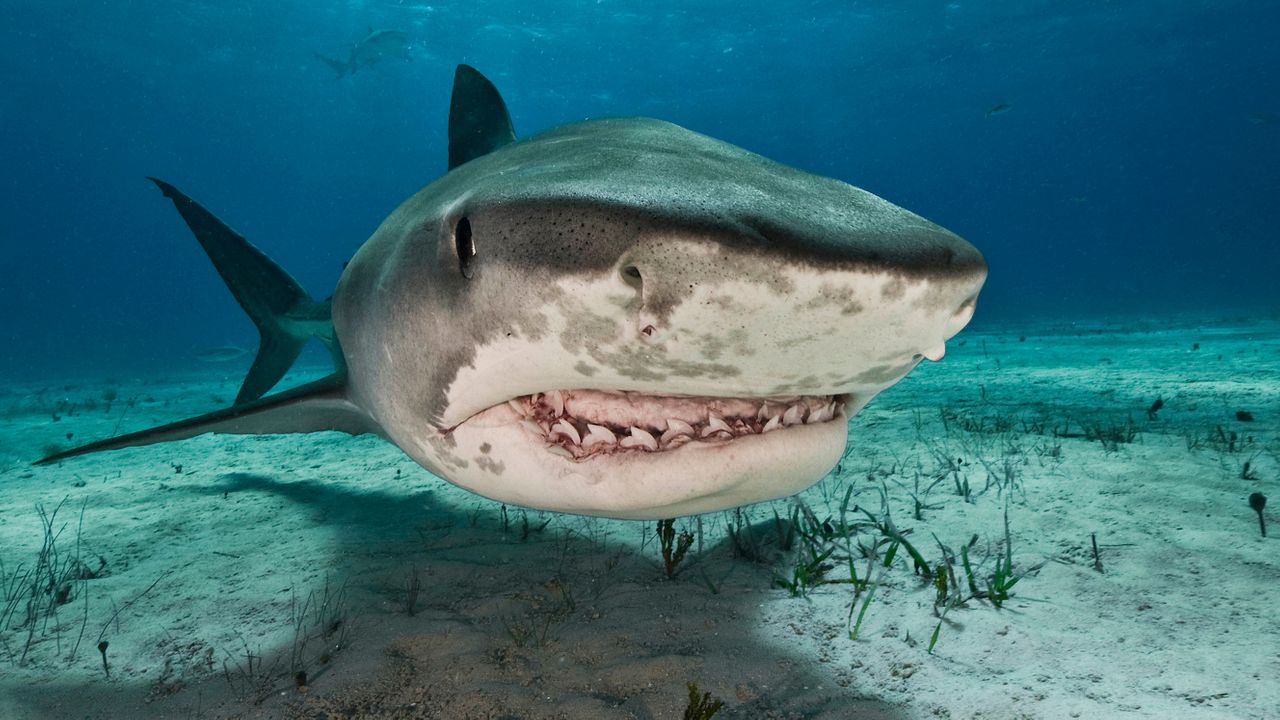 Tiger Shark: Secrets Unveiled - Daily Blog Zone