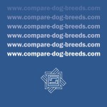 Best Dog Breeds Compare