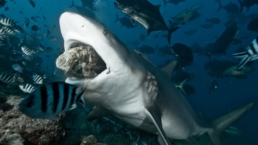 Shark Bite : Unveiling the Mystery and Danger of these Ferocious Predators - Daily Blog Zone