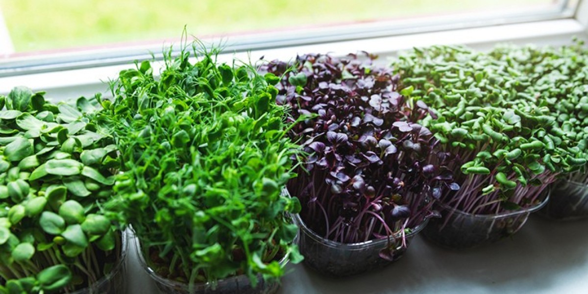 Microgreens: Nutritious Superfoods That Pack a Powerful Flavor Punch