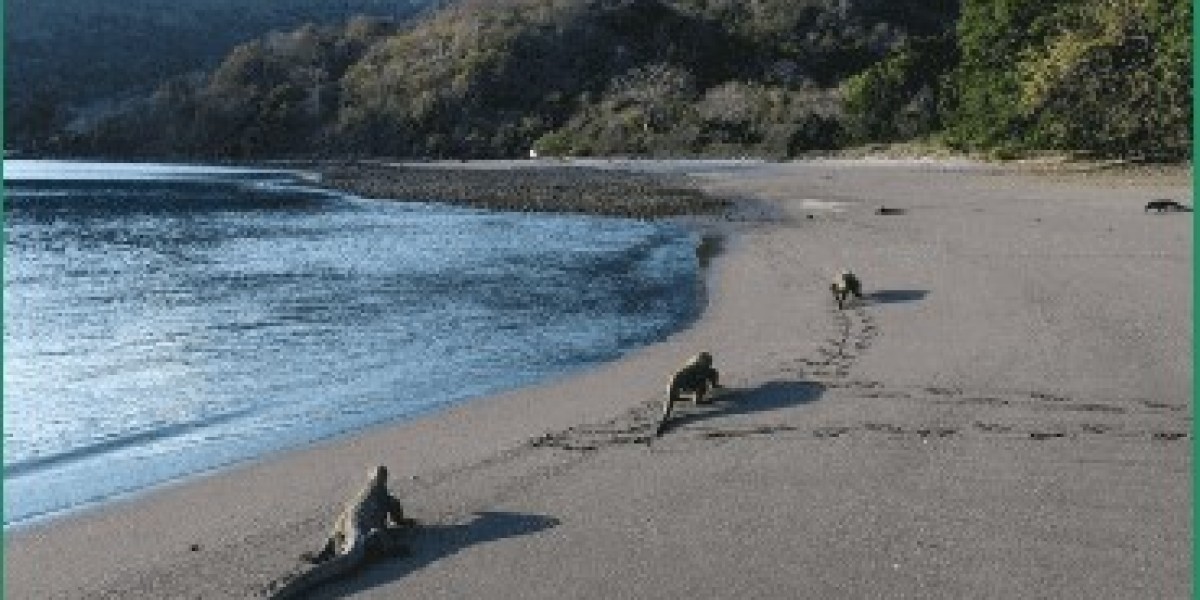 Embark on a Komodo Island Tour: A Journey into the Realm of the Dragons