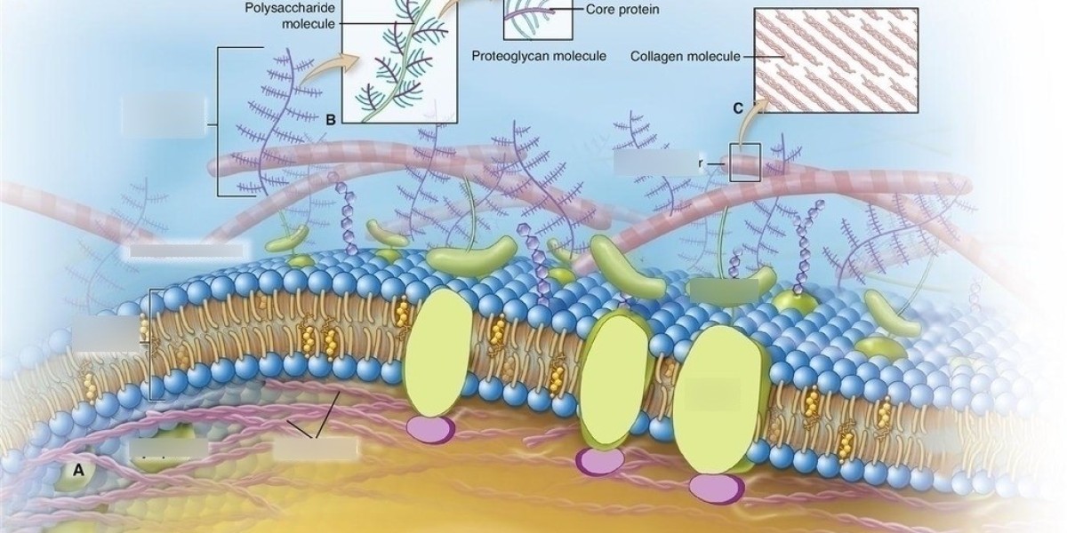 Exploring the Growing Potential of Extracellular Matrices