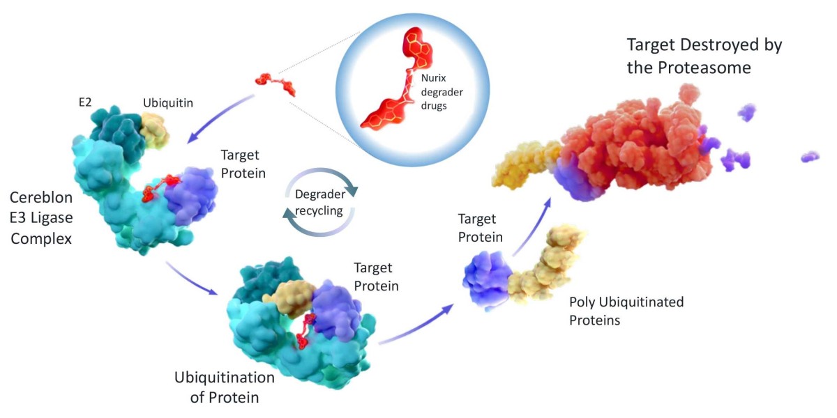 Targeted Protein Degradation Market Growth Accelerates Through 2035