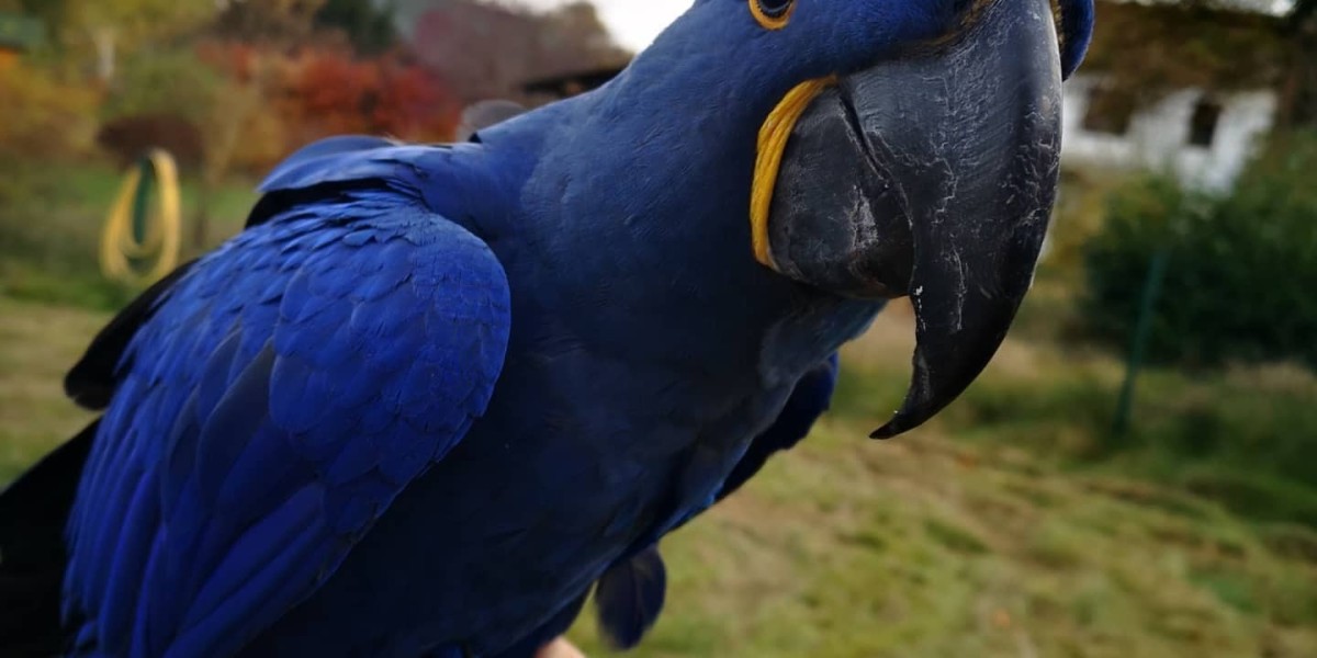 What's The Job Market For Chestnut Fronted Macaw Professionals Like?