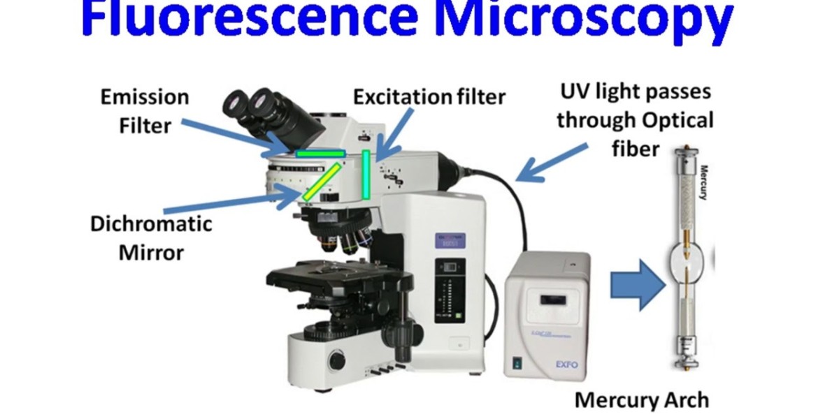 Fluorescence Microscopy Market Analysis, Size, Share, Growth, Trends, and Forecasts by 2031