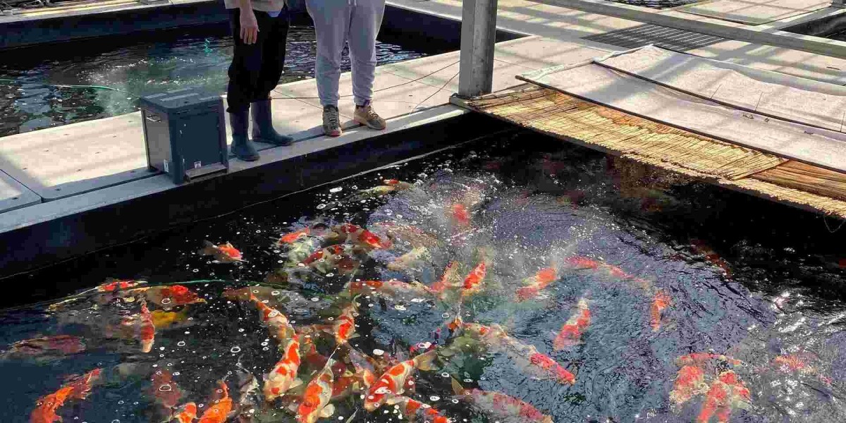 Choosing the Right Koi Fish for Your Water Garden