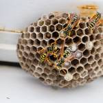 Happy Wasp Control Sydney