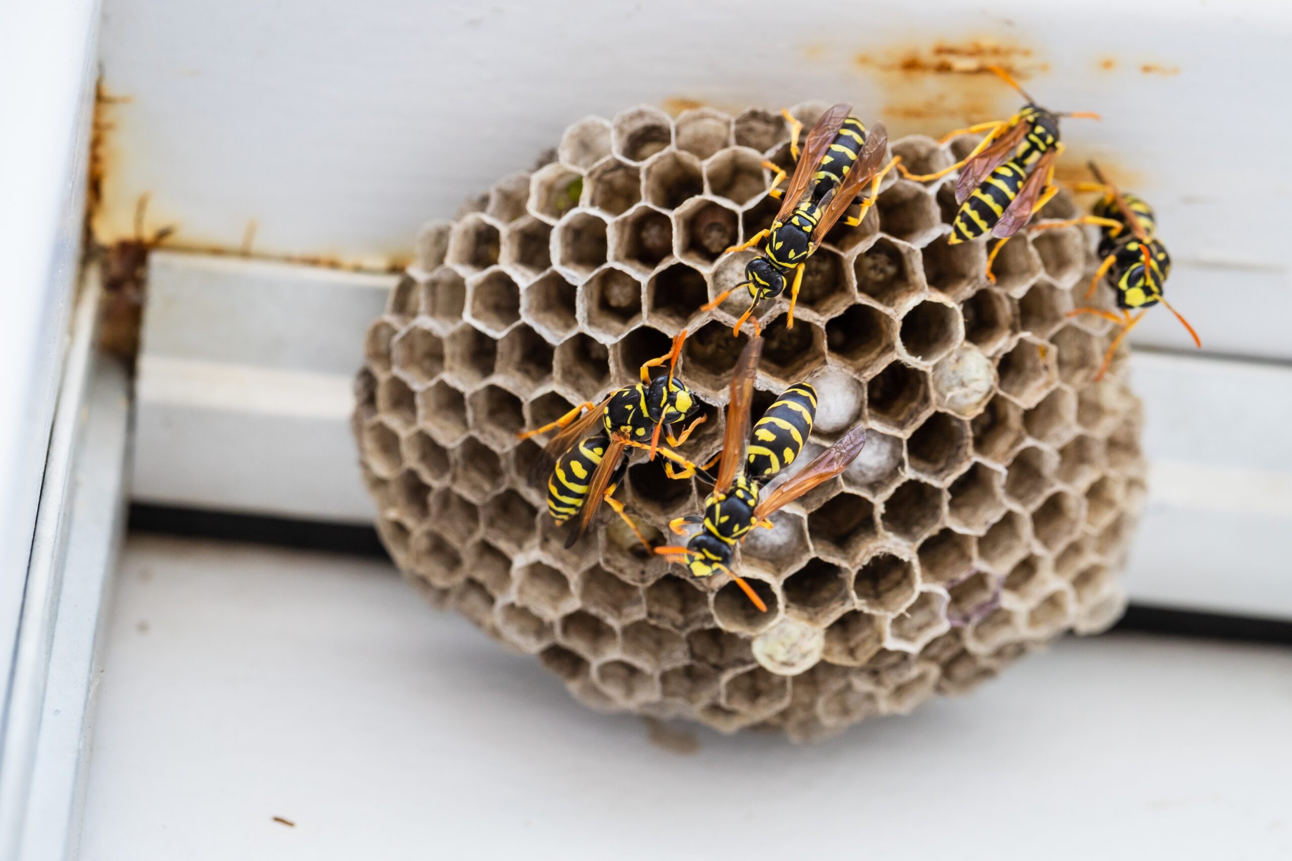 Happy Wasp Control Sydney