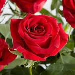fakia shahid