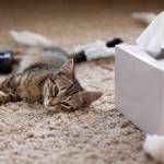 Tailhead Innovations