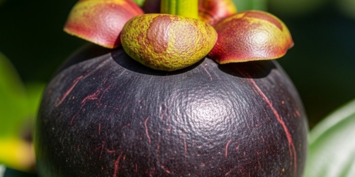 Mangosteen Market Analysis: Fresh vs. Processed Forms