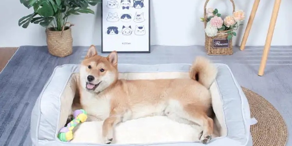 Does Your Dog Need a Better Bed? Here's What to Know