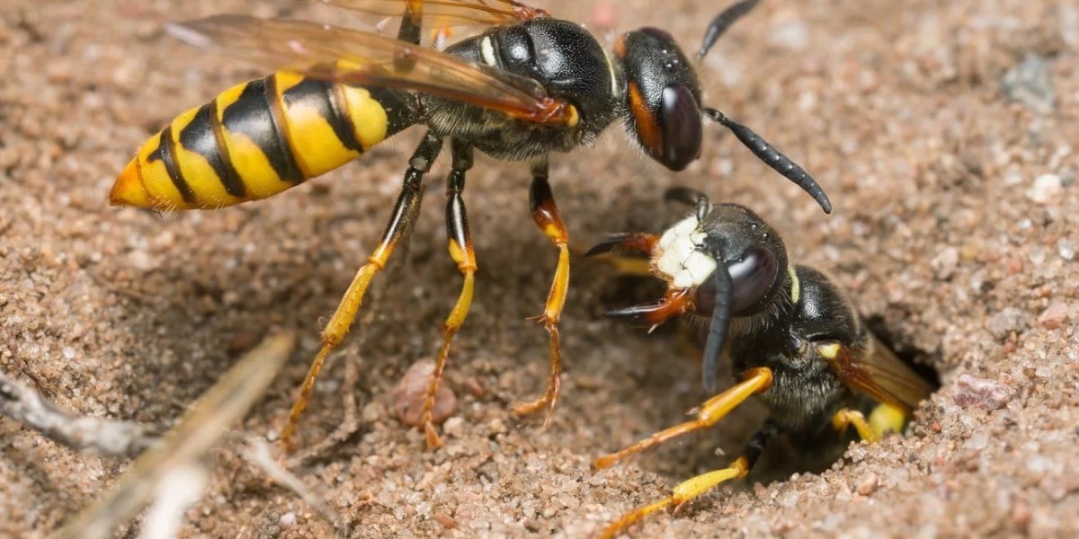 Why Professional Pest Control Matters for Every Melbourne Home
