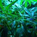 cannabisseeds