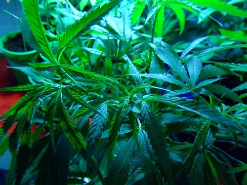 cannabisseeds