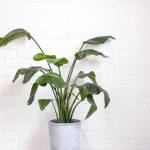 CPlants
