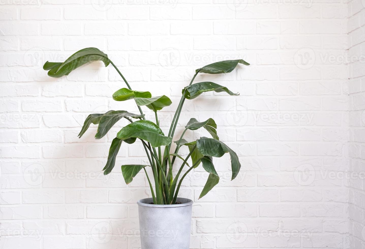 CPlants