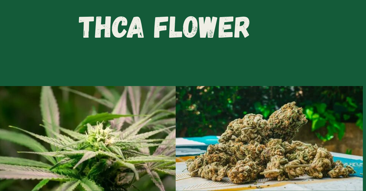 Premium THCa Flower | Benefits, Legality & Online Guide | by luxurgerynyc | Aug, 2025 | Medium