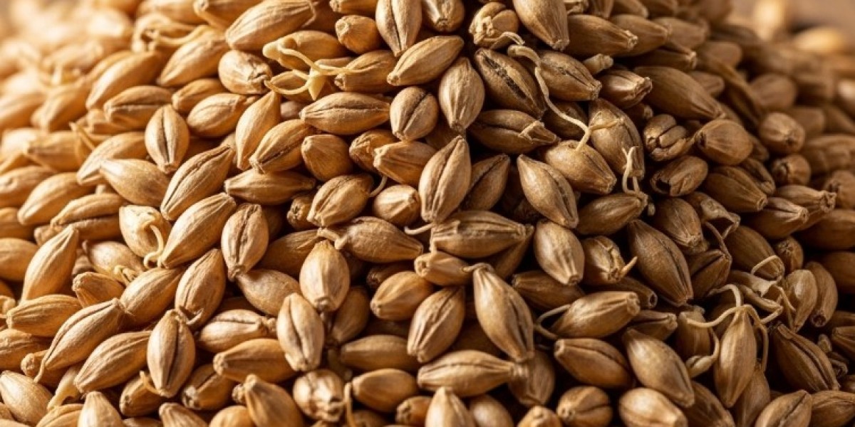 Malted Barley Market Future Outlook and Innovation Trends
